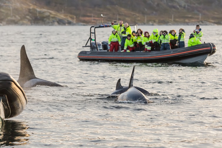 ノルウェーのトロムソ観光とシャチ＆クジラウォッチング